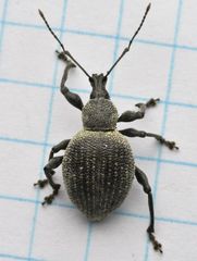 Otiorhynchus pseudonothus