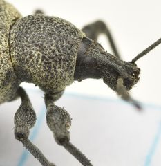 Otiorhynchus pseudonothus