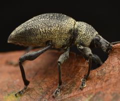 Otiorhynchus pseudonothus