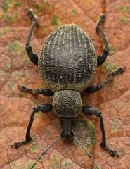 Otiorhynchus pseudonothus