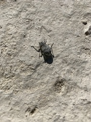 Ophryastes tuberosus