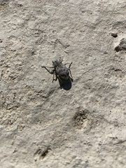 Ophryastes tuberosus