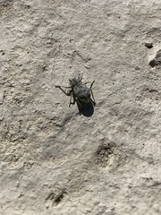 Ophryastes tuberosus