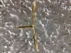 Anstenoptilia marmarodactyla