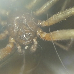 Steatoda