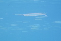Hyporhamphus rosae