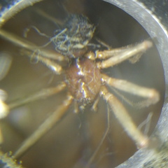 Steatoda