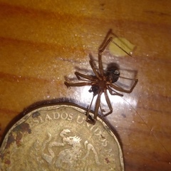 Steatoda