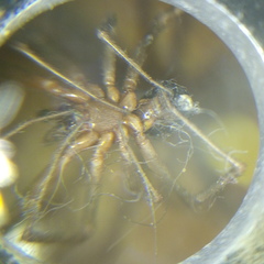 Steatoda