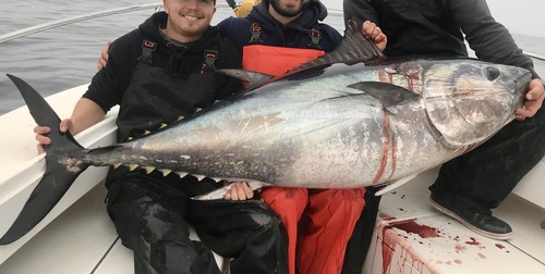 Atlantic Bluefin Tuna