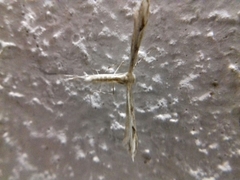 Anstenoptilia marmarodactyla