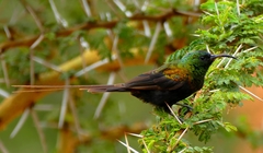 Nectarinia kilimensis