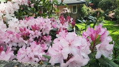 Rhododendron pseudochrysanthum