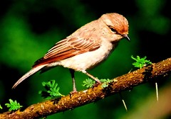 Bradornis microrhynchus