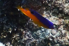 Stegastes flavilatus