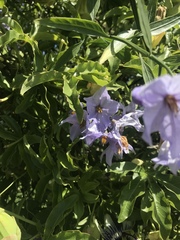 Solanum amygdalifolium