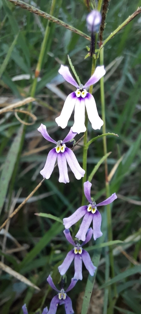 Diastatea tenera