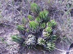 Haworthiopsis fasciata