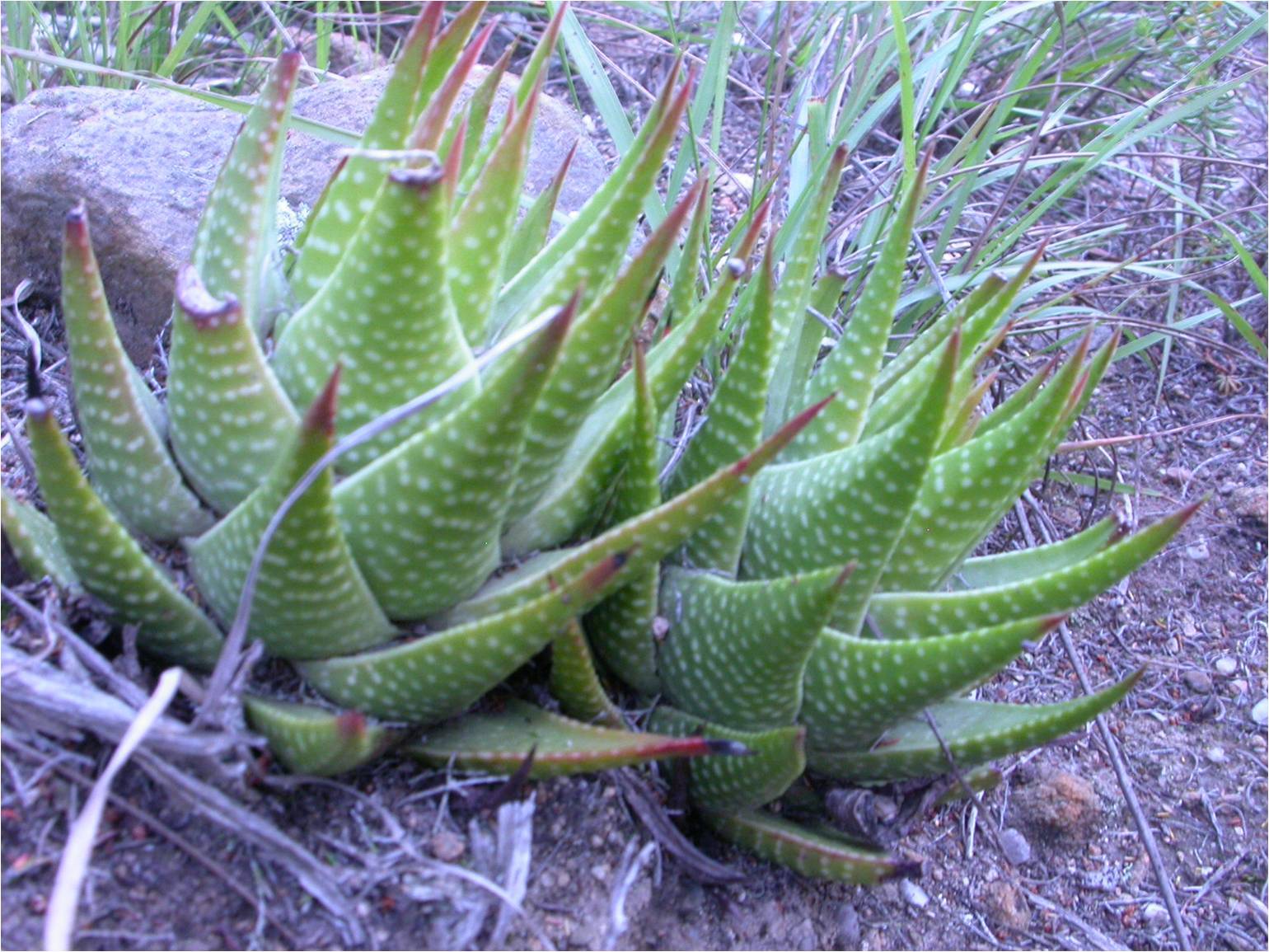 Tulista kingiana