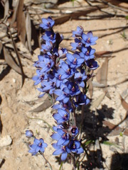 Thelymitra azurea