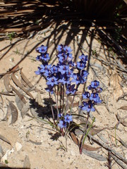 Thelymitra azurea