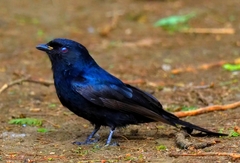 Melaenornis pammelaina