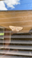 Poecilasthena scoliota