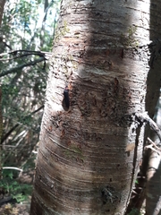 Pyractonema