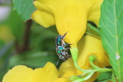 Pseudaugochlora graminea