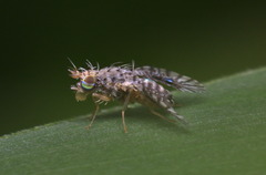 Calloptera asteria
