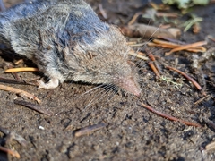 Sorex vagrans