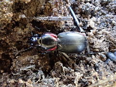 Secatophus australis