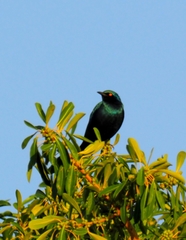 Lamprotornis chalybaeus