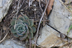 Echeveria cuspidata