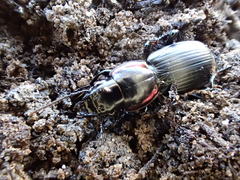 Secatophus australis