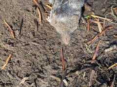 Sorex vagrans