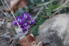 Astragalus greggii