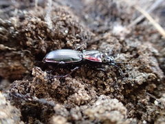 Secatophus australis