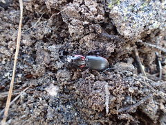 Secatophus australis