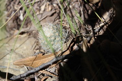 Rapicactus beguinii