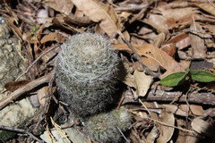 Escobaria dasyacantha