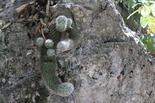 Image of Mammilloydia candida by (c) Francisco Martínez González, some rights reserved (CC BY-SA)