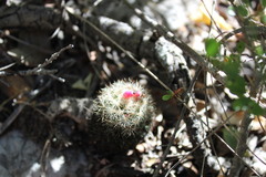 Escobaria dasyacantha