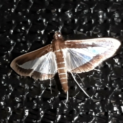 Diaphania plumbidorsalis