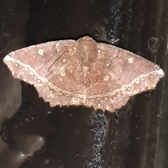 Synnomos firmamentaria