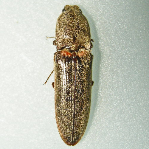 Grey Click Beetle