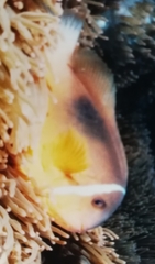 Amphiprion barberi