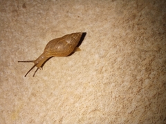 Bulimulus