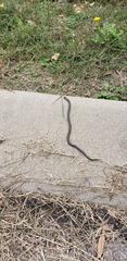 Lampropeltis nigra