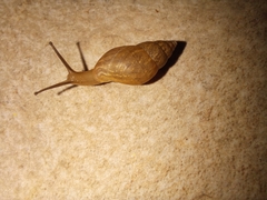 Bulimulus